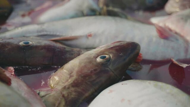 Pile of dead cod together ready for seafood industry, grim close-up