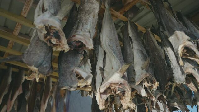Cod hung out to dry to preserve the meat, traditional method, delicacy