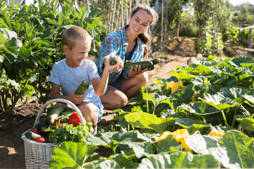 Young woman and boy picking fresh harvested zucchini at homestead