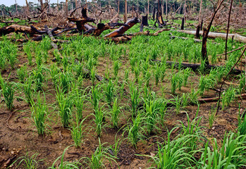 Plantio de arroz na floresta amazônica, usando o sistema, desmatar, queimar e plantar, chamado de coivara. Agp_KPL3.01.1982