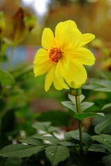 yellow flower in the garden