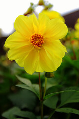 yellow dahlia flower