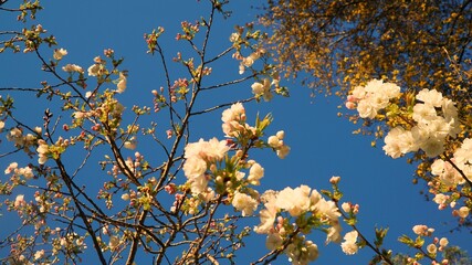 flowers and blue sky