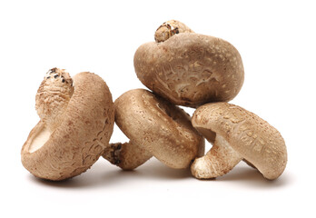 Shiitake mushroom on the White background 