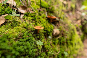 Mushrooms and clovers surrounded of green moss in day light on El Cedral, Hidalgo, Mexico