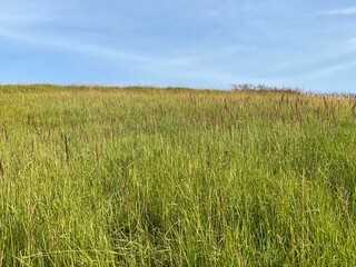 Mountain pastures and mixed forest along the accumulation Lokvarsko lake, Lokve - Croatia (Planinski pašnjaci i goranska miješana šuma uz akumulacijsko Lokvarsko jezero, Lokve - Gorski kotar, Hrvatska