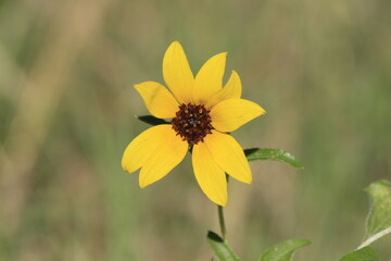 Obraz premium Wild Kansas Sunflower in a yard in Hutchinson Kansas USA.