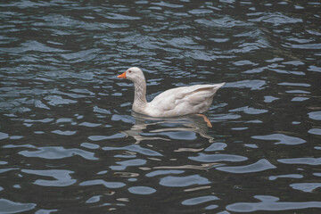 Pato blanco nadando en un lago