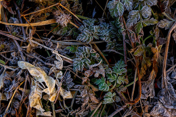 Dried, frosty leaves lie on the ground.