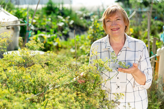 Senior woman is picking dill in the garden. High quality photo