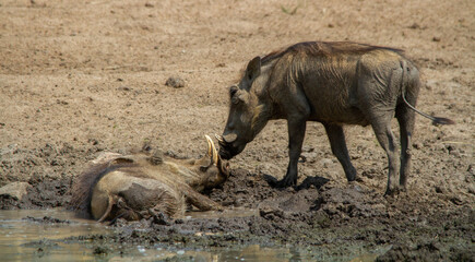 Common warthog plays in a muddy pond in the African bush