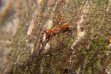 Weaver ant is a type of ant that makes a nest with leaves that are formed into a nest