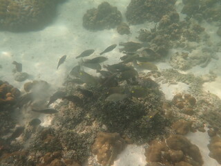 タイ　リペ島の魚