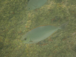 タイ　リペ島の魚