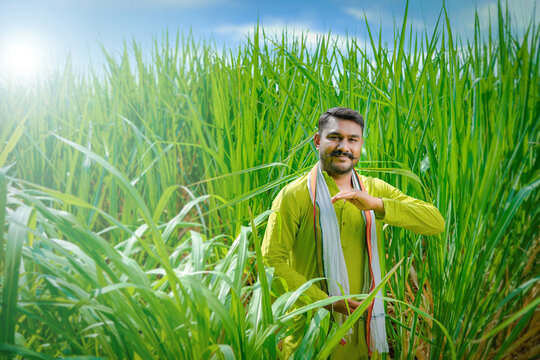 Indian Farmer Empty Handed To Put The Product, Indian Farmer In The Sugarcane Field