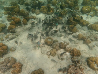 タイ　リペ島の魚