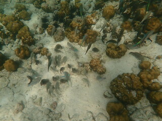 タイ　リペ島の魚