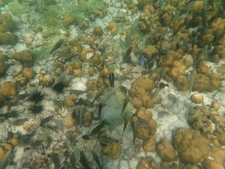 タイ　リペ島の魚