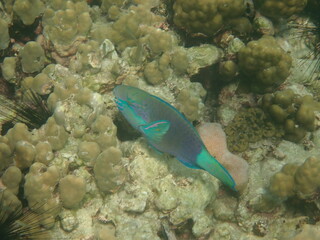 タイ　リペ島の魚