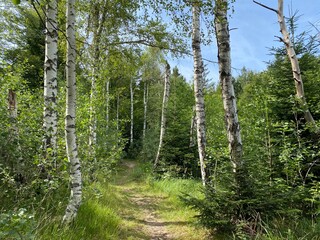 Hiking and recreational trails along Omladinsko Lake or bicycle paths around Lokvarsko Lake, Lokve - Croatia (Pješačko-biciklističke staze oko Omladinskog ili Lokvarskog jezera, Lokve - Hrvatska)