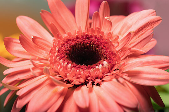 beautiful image of flower in peach colour picked up on sunny summer day. Large gerbera in garden. Pleasant surprise. Romantic gift for holiday.