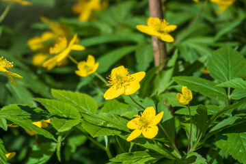 Spring yellow flowers - anemone ranunculoides, the yellow anemone, yellow wood anemone or buttercup anemone