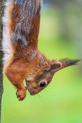 Naklejka na ściany i meble Squirrel eats a nut while sitting upside down on a tree trunk