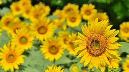 Obraz premium ヒマワリの花（Sunflower）
