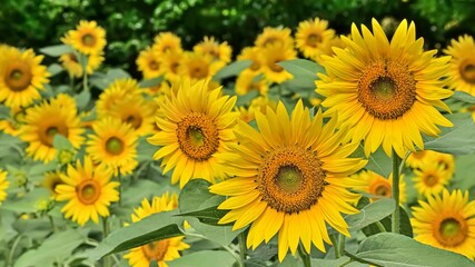 Fototapeta na wymiar ヒマワリの花（Sunflower）