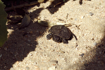 Image of a young land turtle.