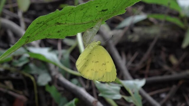 A new molting yellow butterfly clings to a leaf.