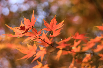 red maple leaves in autumn