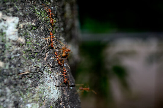 Oecophylla smaragdina (common names include Asian weaver ant, weaver ant, green ant, green tree ant, semut rangrang, semut kerangga, and orange gaster