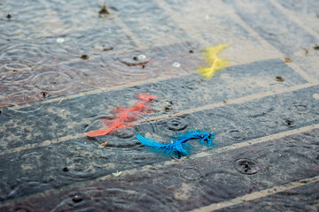 feathers in rain puddle
