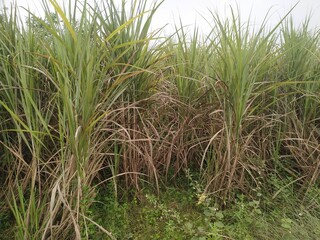Fototapeta premium Sugarcane crop field sky and clouds natural beautiful