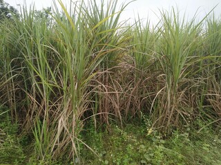 Sugarcane crop field sky and clouds natural beautiful