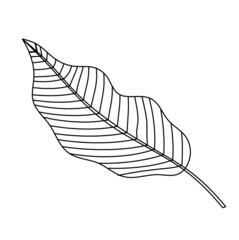 Abstract leaf as line drawing on the white background. Vector