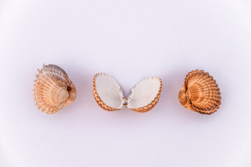 set of clam mollusk shells isolated on white background, Cube shell and brown stripes, Shells of many types and sizes are found, Top View. Set of Brown, Yellow and Grey Clam Mollusc Shells.