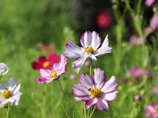 Fototapeta premium ピンクの縁取りが可愛い秋桜