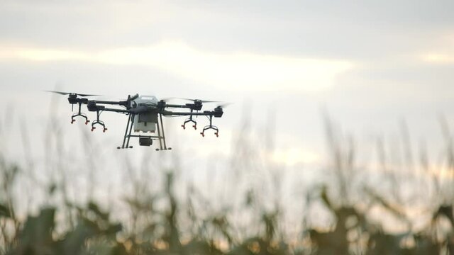 View of a huge intelligent agriculture drone with spray nozzles flying over corn field early in the morning
