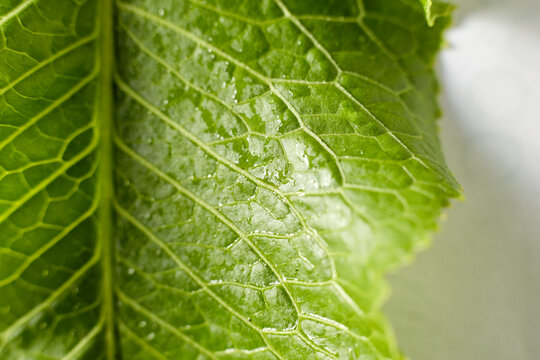 Green horseradish leaf vegetable taken close up the texture of the leaf is visible
