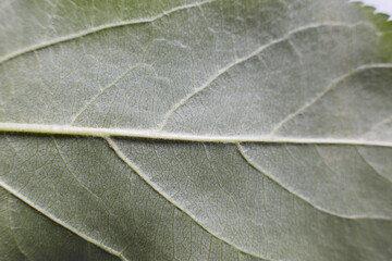 Obraz premium The green leaf of an apple tree taken in close-up shows the texture of the leaf