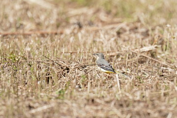 grey wagtail in the autumn field