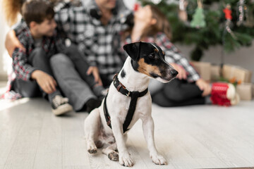 Jack Russell Terrier puppy sitting on the floor in Christmas family in the background. Pet in the room at home for a holiday.