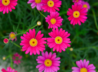 Daisy flowers blooming at the garden