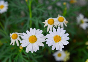 Obraz na płótnie Canvas Daisy flowers blooming at the garden