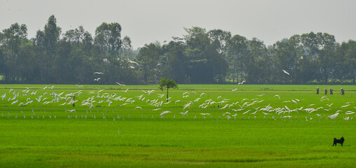 Green rice fields and flying birds