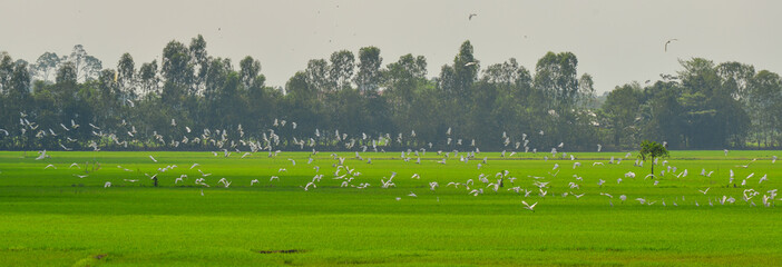Green rice fields and flying birds