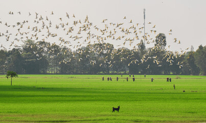 Green rice fields and flying birds