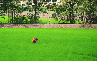 Green rice fields at summer day